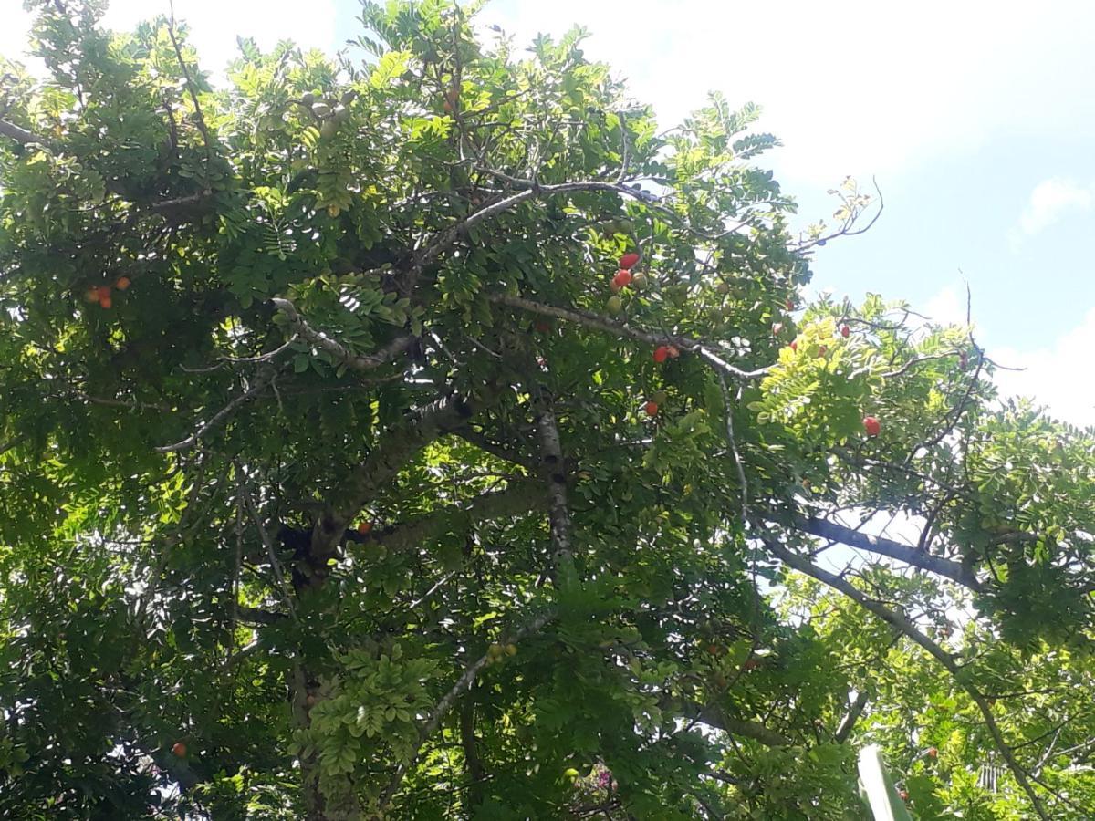 Refugio Das Bouganvillea Igarassu Kültér fotó